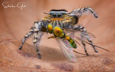 phidippus comatus ( jumping spider)